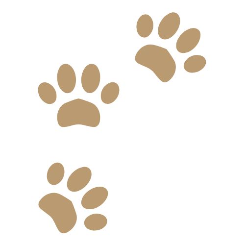 Historia de mascota contada con fotos y recuerdos